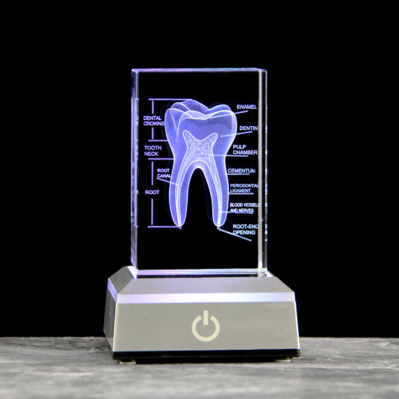 Dental 3D Laser Engraved Human - Paper Weight Crystal recension och pris